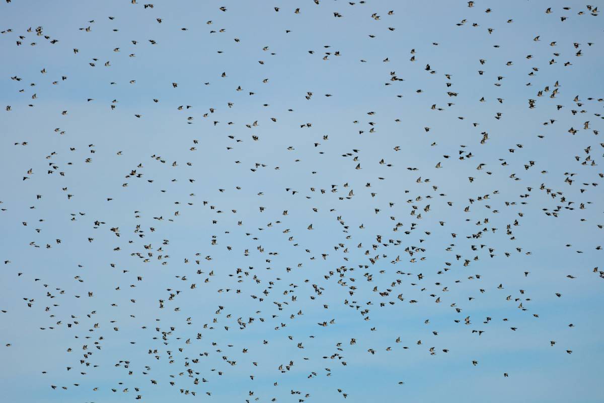 Ein Schwarm Ringeltauben im Flug, (c) Annette Alkemade/naturgucker.de
