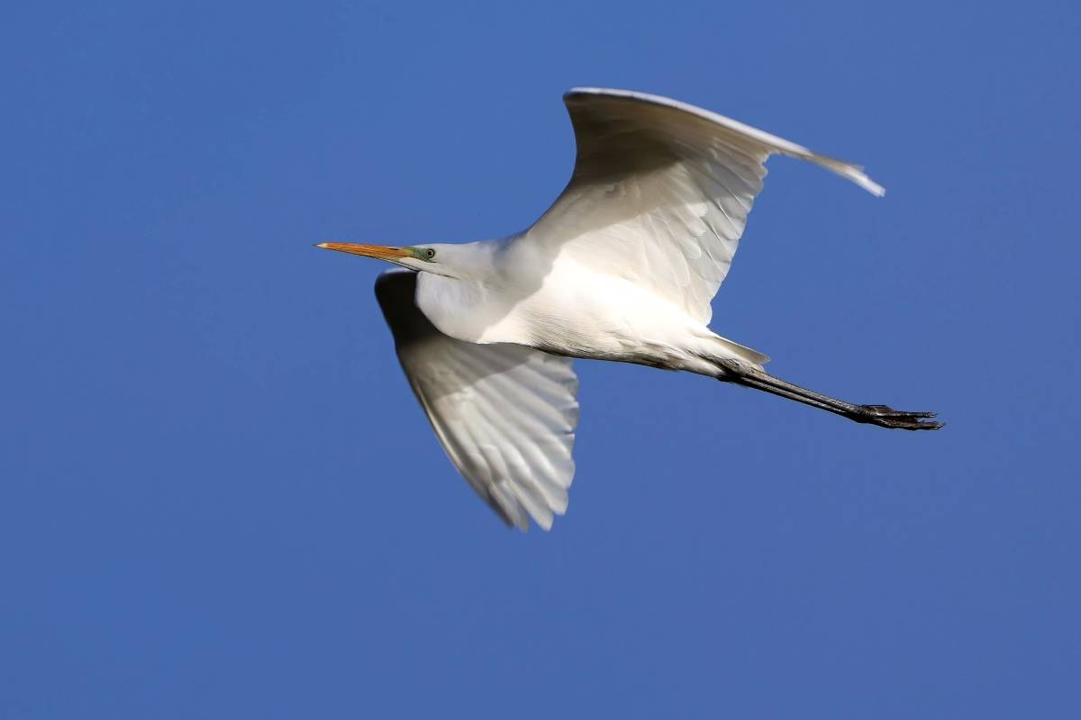 Silberreiher im Flug, (c) Ulrich Köller/naturgucker.de