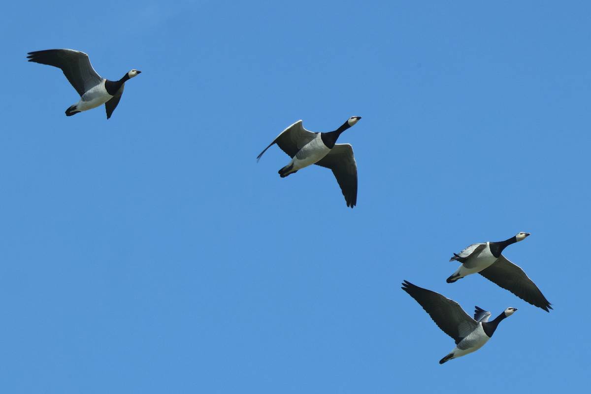 Weißwangengänse im Flug, (c) Rainer Ziebarth/naturgucker.de