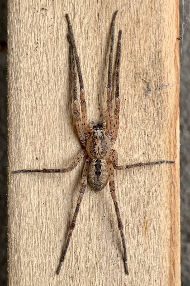 Männliche Nosferatu-Spinne, (c) Andreas Mühlenfeld/naturgucker.de