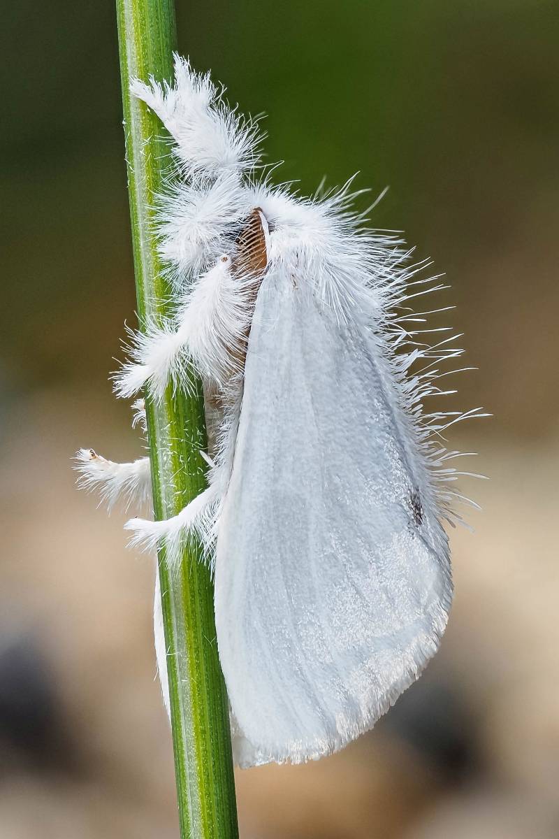 Schwan, (c) Istvan und Sabine Palfi/naturgucker.de