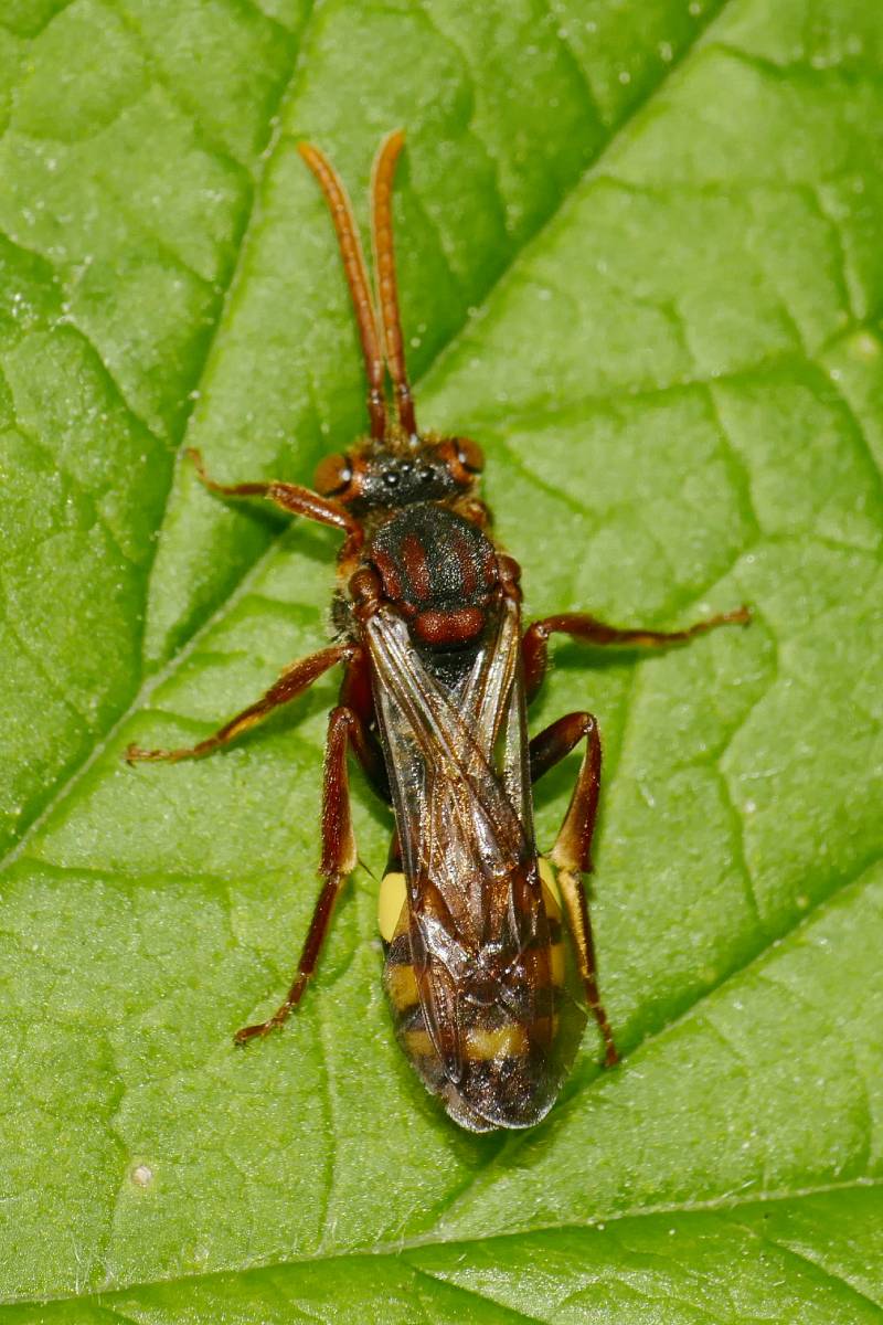 Wespenbiene, (c) Ursula Schoenwiese/naturgucker.de