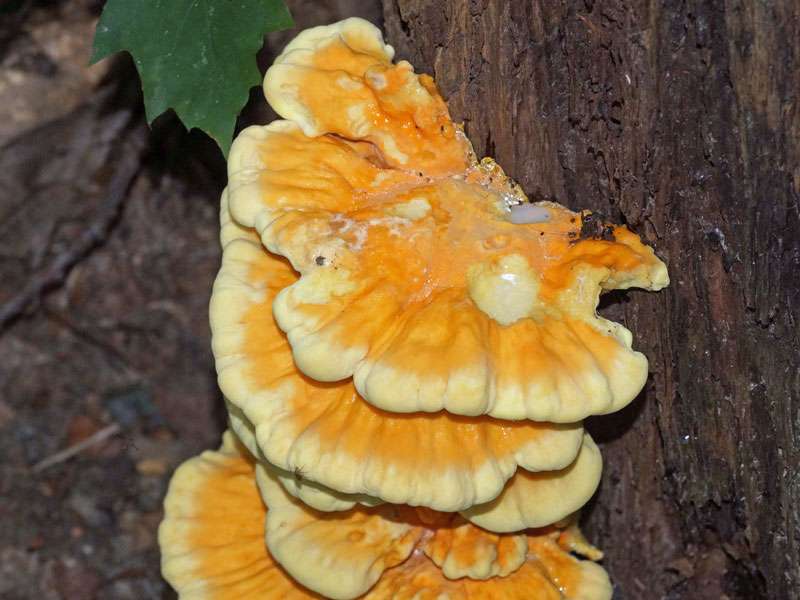 Gemeiner Schwefelporling (Laetiporus sulphureus), (c) Gaby Schulemann-Maier/NABU-naturgucker.de
