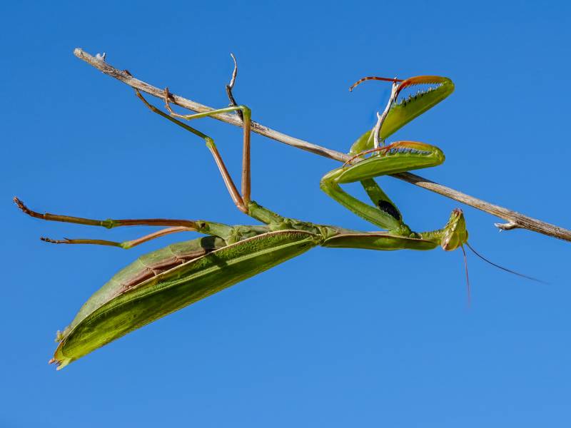Gottesanbeterin (Mantis religiosa), (c) Istvan und Sabine Palfi/NABU-naturgucker.de