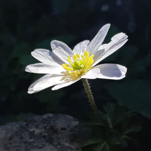 Balkan-Windröschen (Anemone blanda), (c) Marina Çetinaslan Balkan-Windröschen (Anemone blanda), (c) Marina Çetinaslan