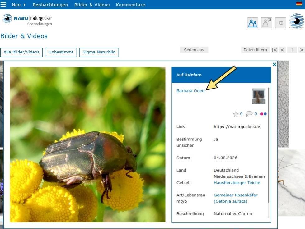 Urheberrechtskennzeichnung eines Fotos auf dem Meldeportal von NABU|naturgucker