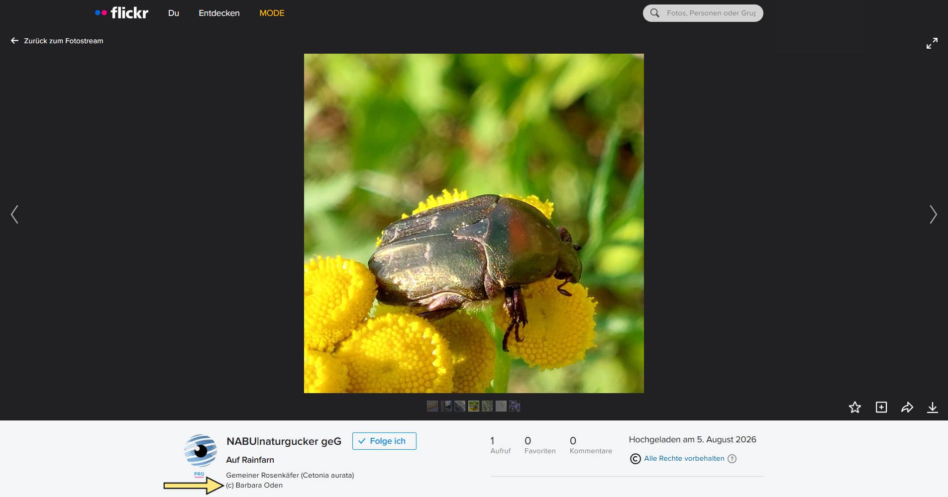 Urheberrechtskennzeichnung eines Videos auf dem Meldeportal von NABU|naturgucker