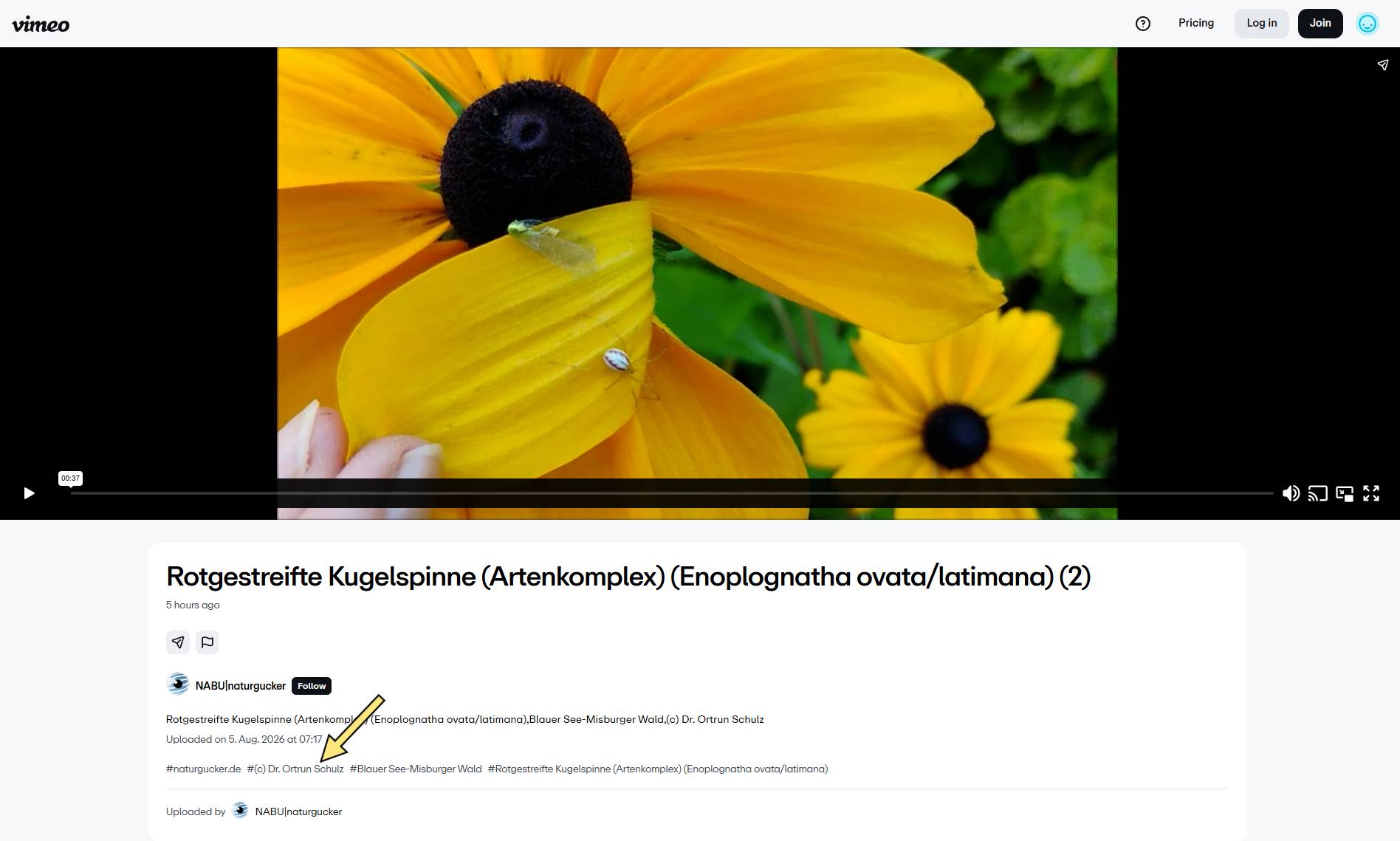 Urheberrechtskennzeichnung eines Videos auf Vimeo