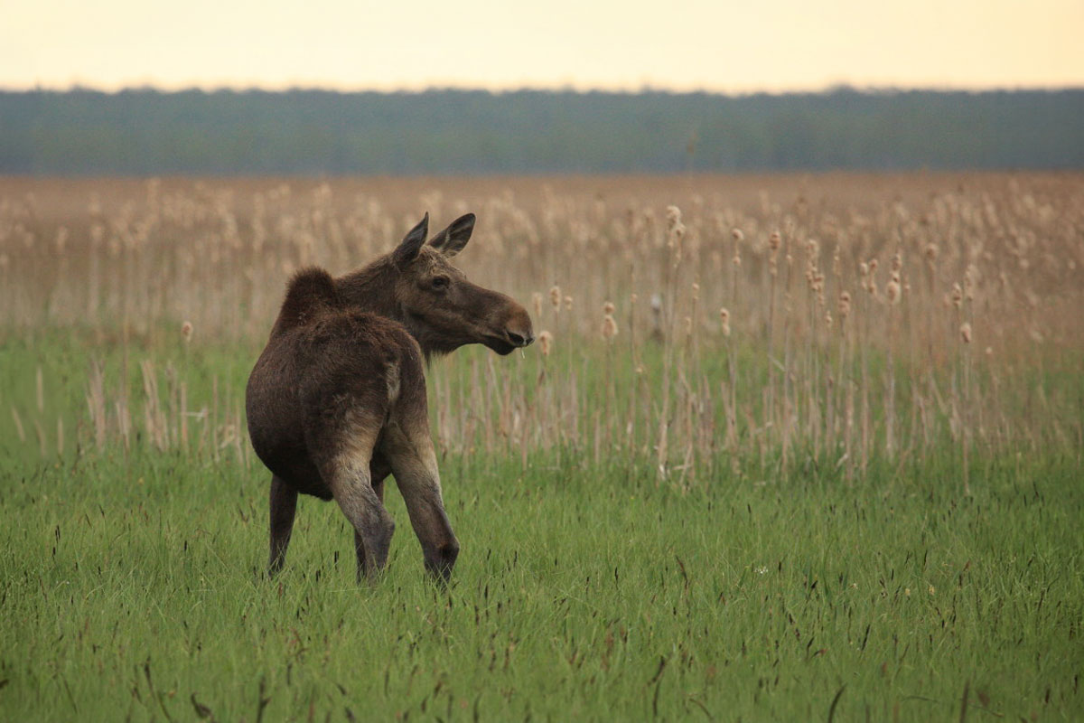 Elchkuh (Alces alces) auf einer Feuchtwiese, (c) Nadine Röhnert/NABU-naturgucker.de Elchkuh (Alces alces) auf einer Feuchtwiese, (c) Nadine Röhnert/NABU-naturgucker.de