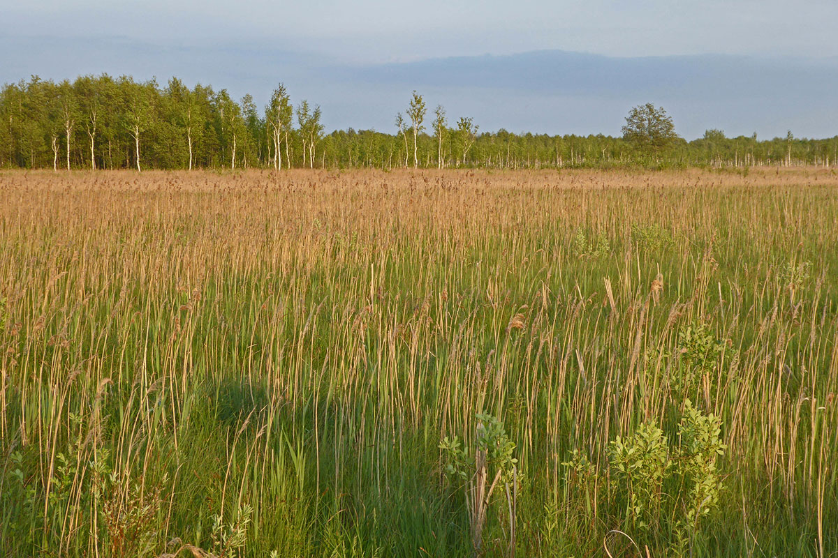 Seggenwiesen (Carex sp.) bei Długa Luka, (c) Jürgen Wolfgang Berg/NABU-naturgucker.de Seggenwiesen (Carex sp.) bei Długa Luka, (c) Jürgen Wolfgang Berg/NABU-naturgucker.de