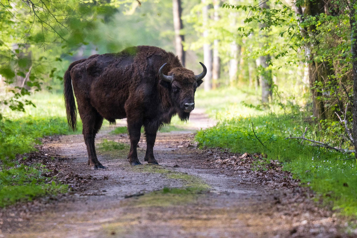 Begegnung mit Wisent (Bison bonasus), (c) Christoph Armbruster/NABU-naturgucker.de Begegnung mit Wisent (Bison bonasus), (c) Christoph Armbruster/NABU-naturgucker.de