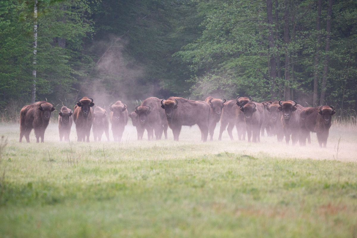 Wisentherde (Bison bonasus) im Morgendunst des Białowieża Urwaldes, (c) Piotr Orzechowski
