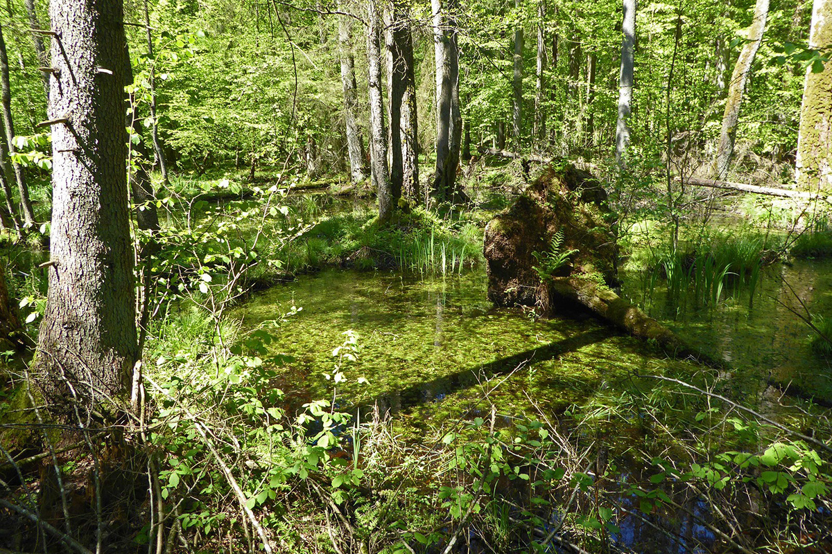 Im Białowieza-Urwald, (c) Jürgen Wolfgang Berg/NABU-naturgucker.de Im Białowieza-Urwald, (c) Jürgen Wolfgang Berg/NABU-naturgucker.de