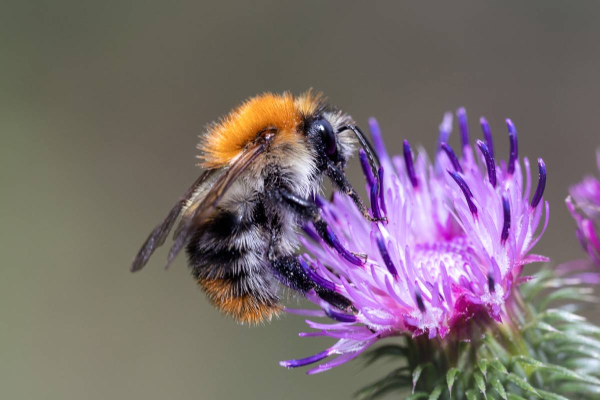 Ackerhummel (Bombus pascuorum), (c) Franz Rothenhäusler/naturgucker.de