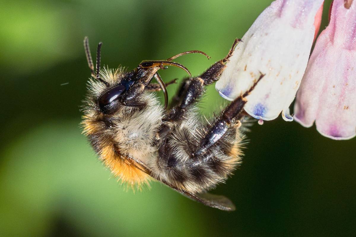 Ackerhummel (Bombus pascuorum), (c) Franz Rothenhäusler/naturgucker.de