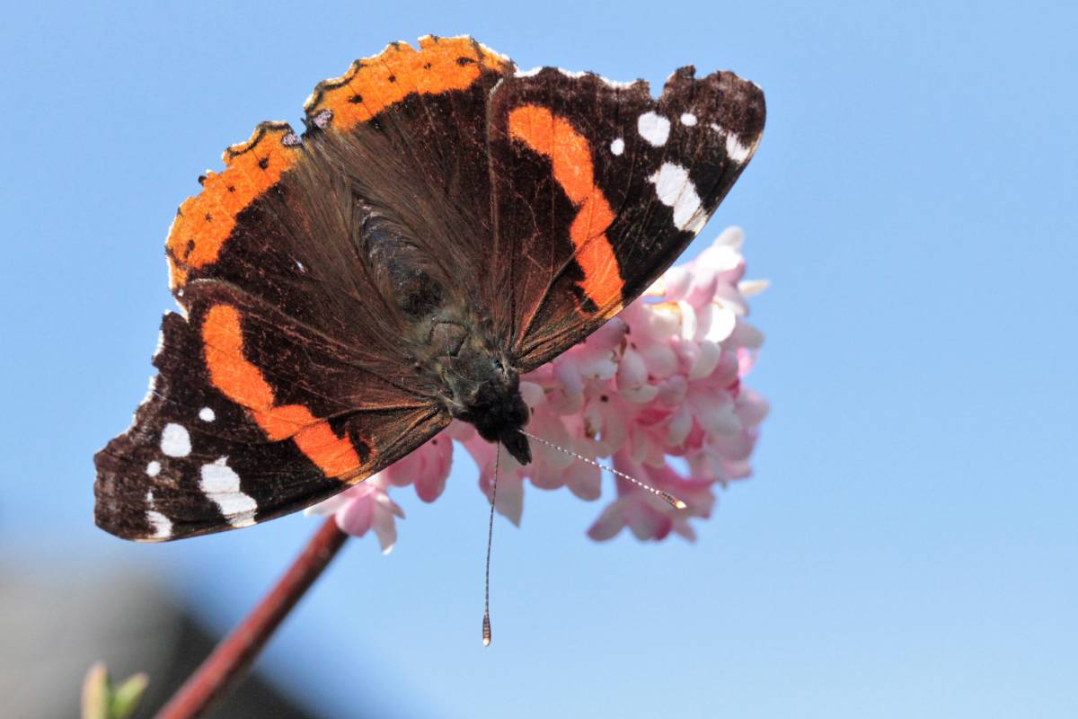 Admiral (Vanessa atalanta), (c) Hermann Klee/naturgucker.de