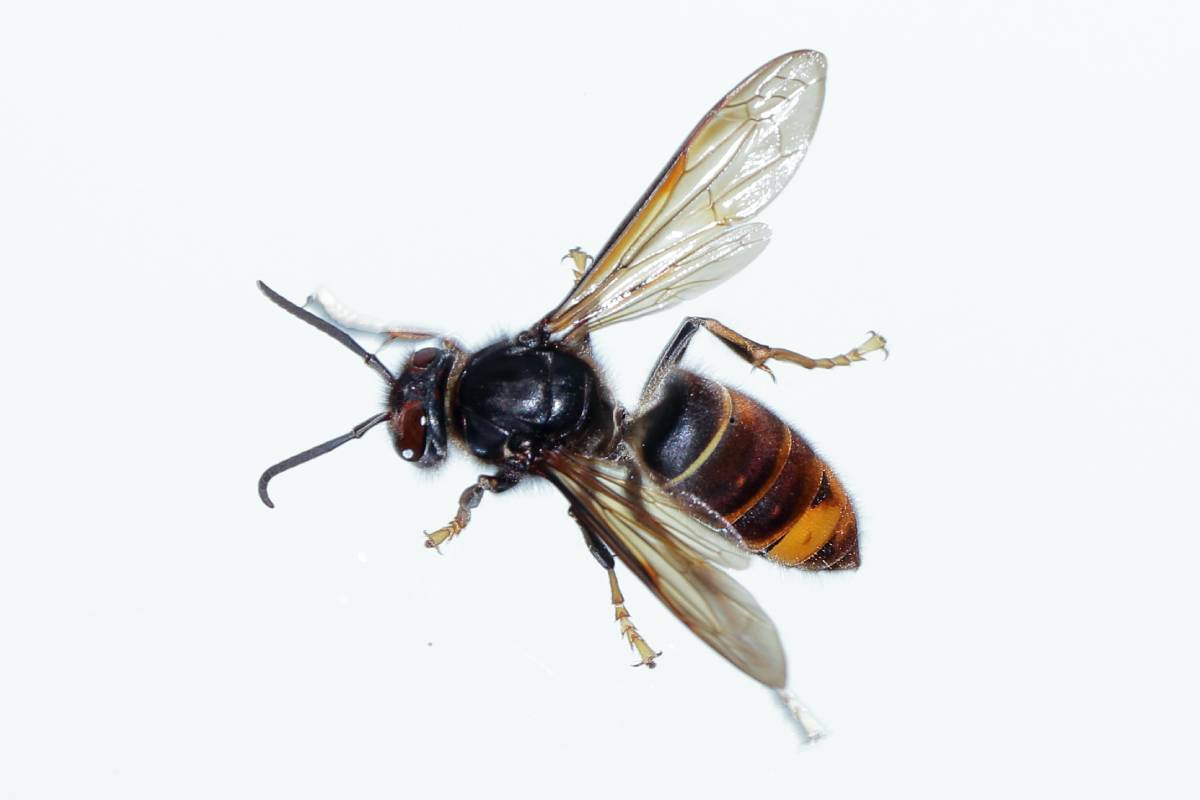 Asiatische Hornisse (Vespa velutina), (c) Claudia Dörr/naturgucker.de