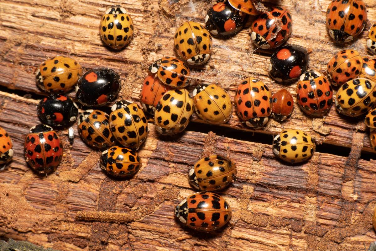 Asiatische Marienkäfer (Harmonia axyridis) und ein Zweipunkt-Marienkäfer (Adalia bipunctata), (c) Ulrich Sach/naturgucker.de