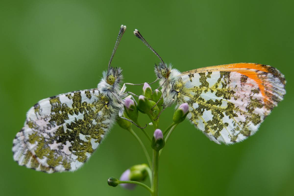 Aurorafalter (Anthocharis cardamines), (c) Marc Oliver Gutzeit/NABU-naturgucker.de