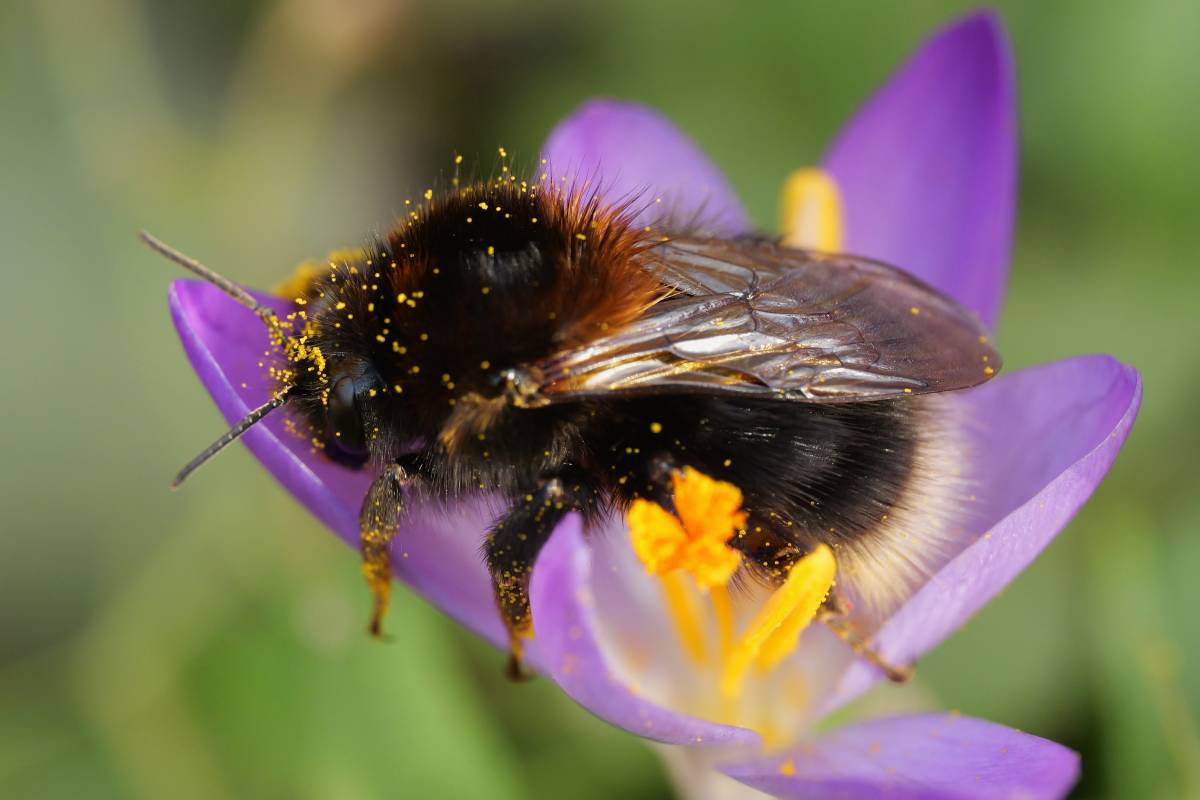Baumhummel (Bombus hypnorum), (c) Stephanie Krollmann/naturgucker.de