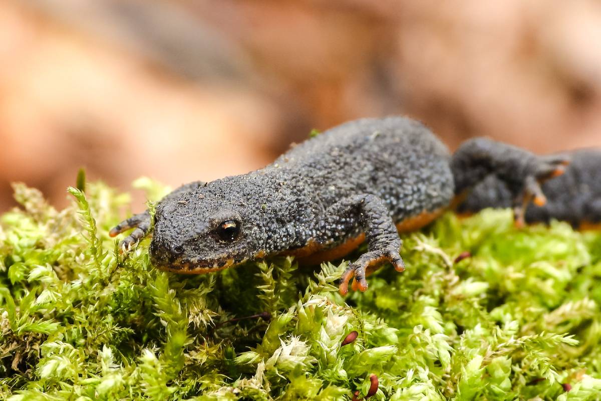 Bergmolch (Ichthyosaura alpestris), (c) Kathy Büscher/naturgucker.de