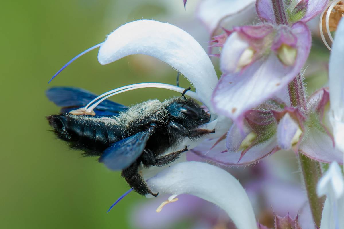 Blauschwarze Holzbiene (Xylocopa violacea), (c) Martin Herbst/naturgucker.de
