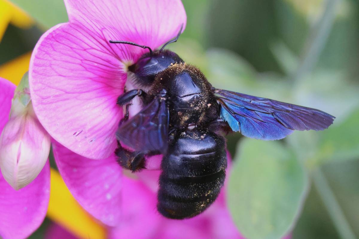 Blauschwarze Holzbiene (Xylocopa violacea), (c) Rainer Ziebarth/naturgucker.de