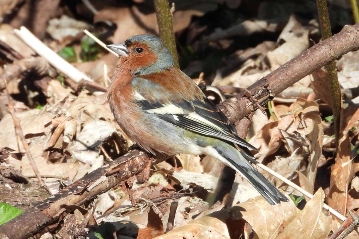Männlicher Buchfink (Fringilla coelebs), (c) Gaby Schulemann-Maier/naturgucker.de