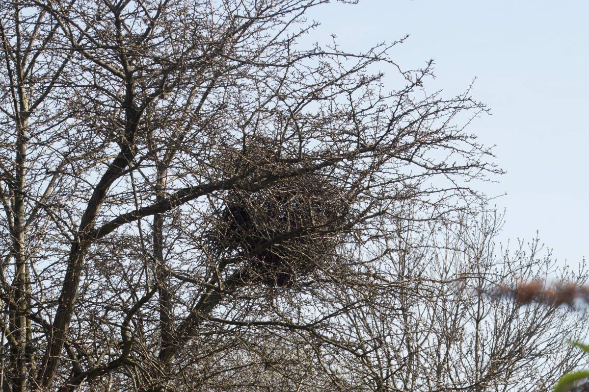 Elsternnest (Pica pica), (c) Gaby Schulemann-Maier/naturgucker.de