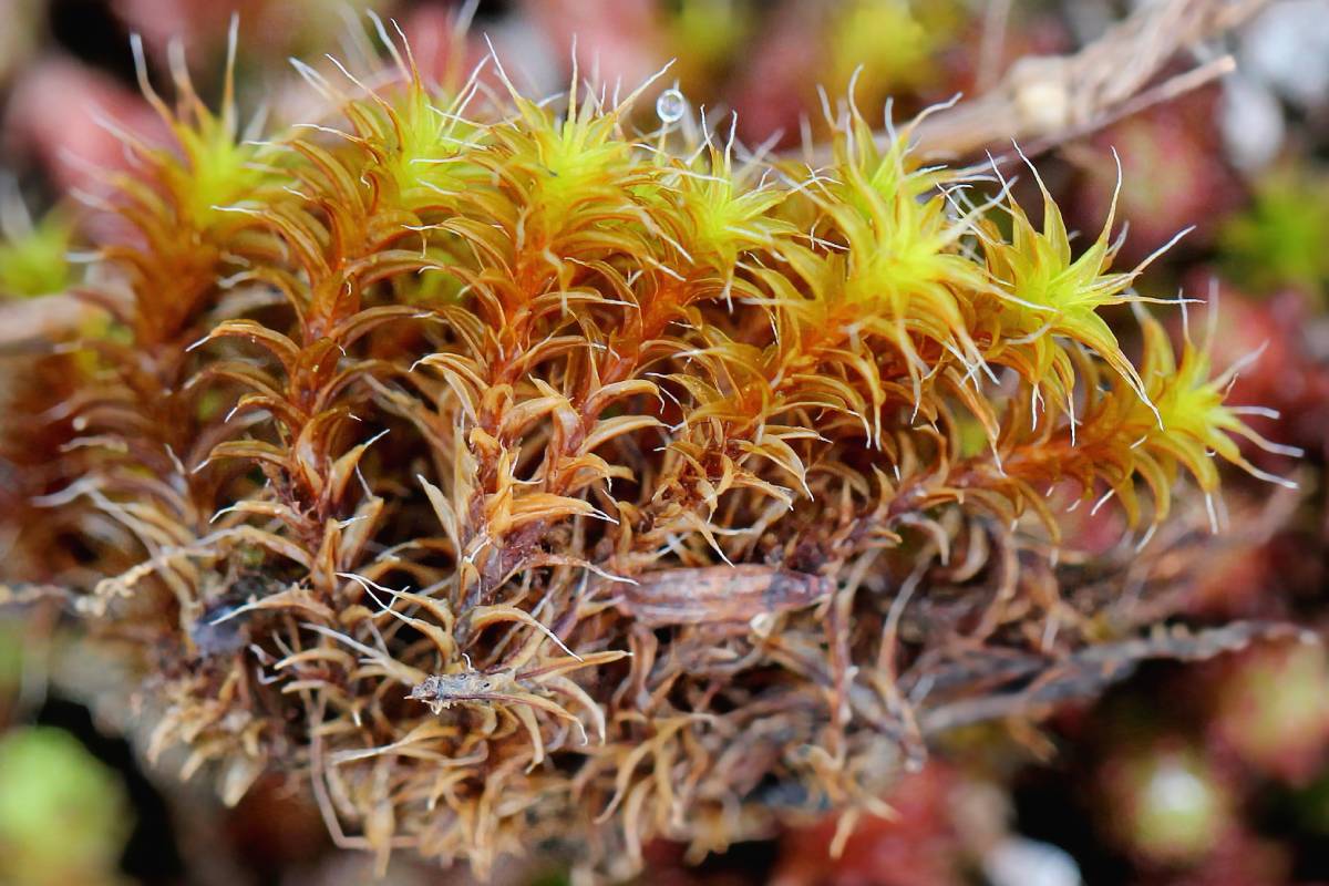 Erd-Drehzahnmoos (Syntrichia ruralis), (c) Reinhard Naumann/naturgucker.de