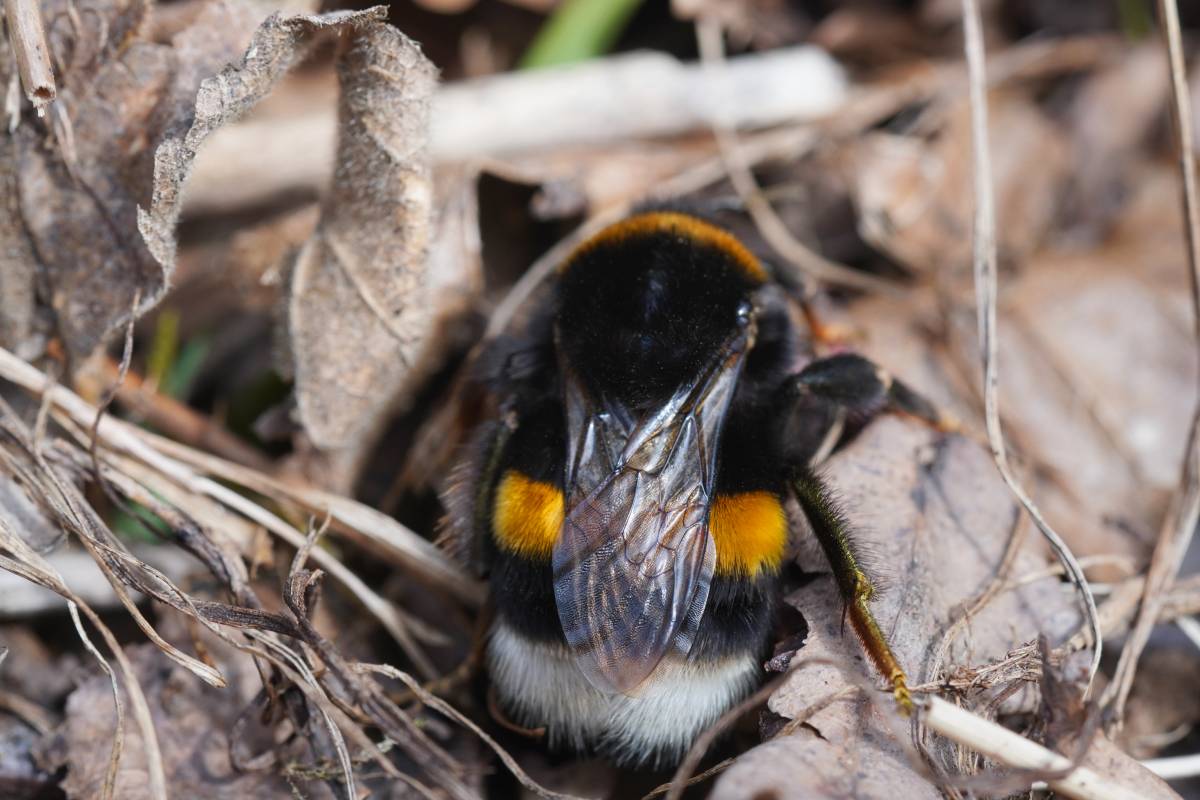 Erdhummel (Bombus sp.), (c) Dana Kopaniak/naturgucker.de