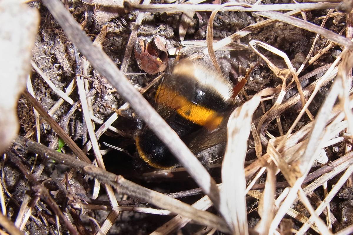 Erdhummel (Bombus sp.), (c) Gaby Schulemann-Maier/naturgucker.de