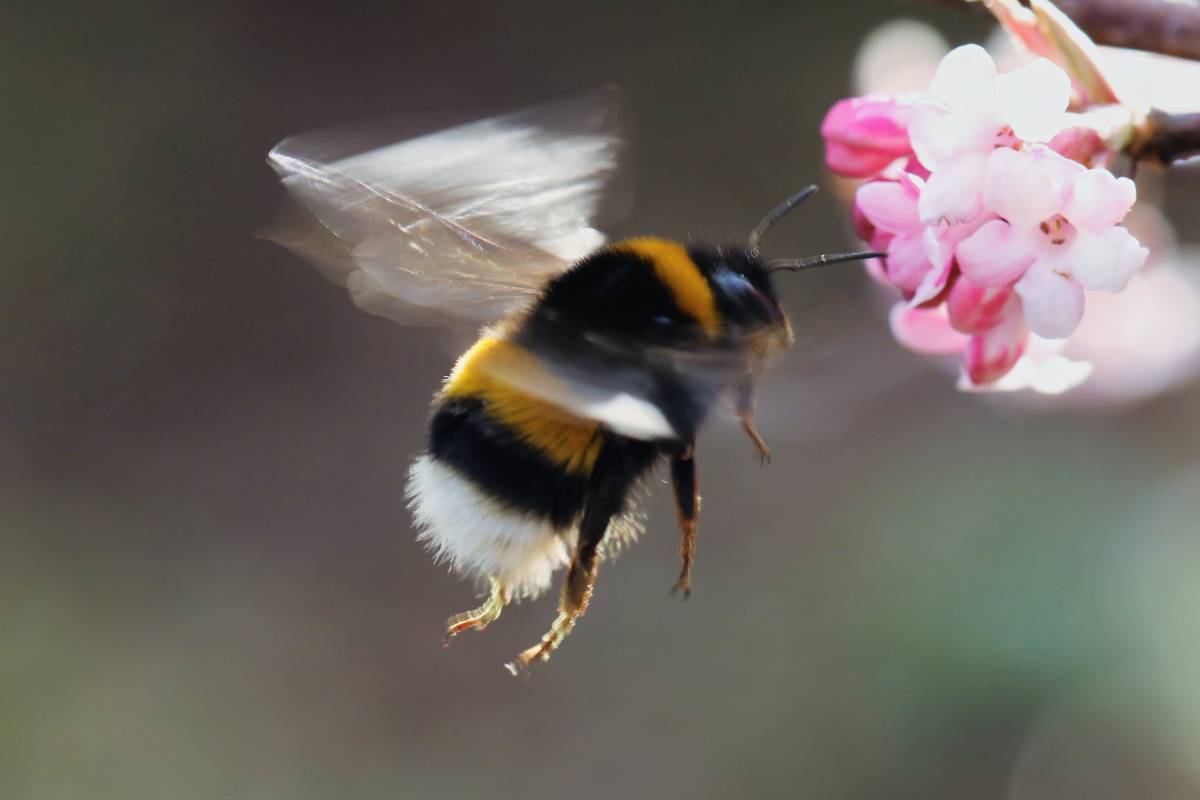 Erdhummel (Bombus sp.), (c) Hermann Klee/naturgucker.de