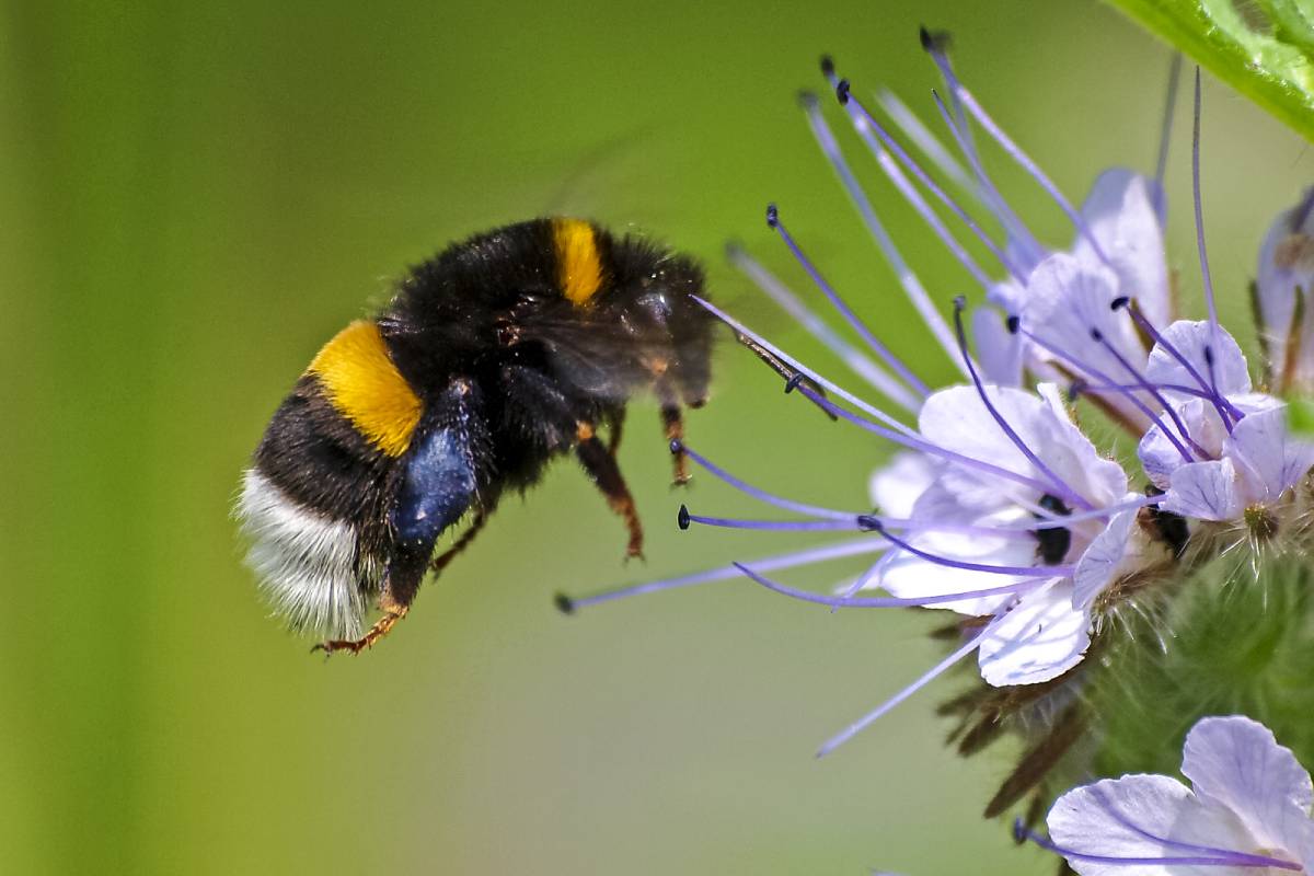 Erdhummel (Bombus sp.), (c) Kathy Büscher/naturgucker.de