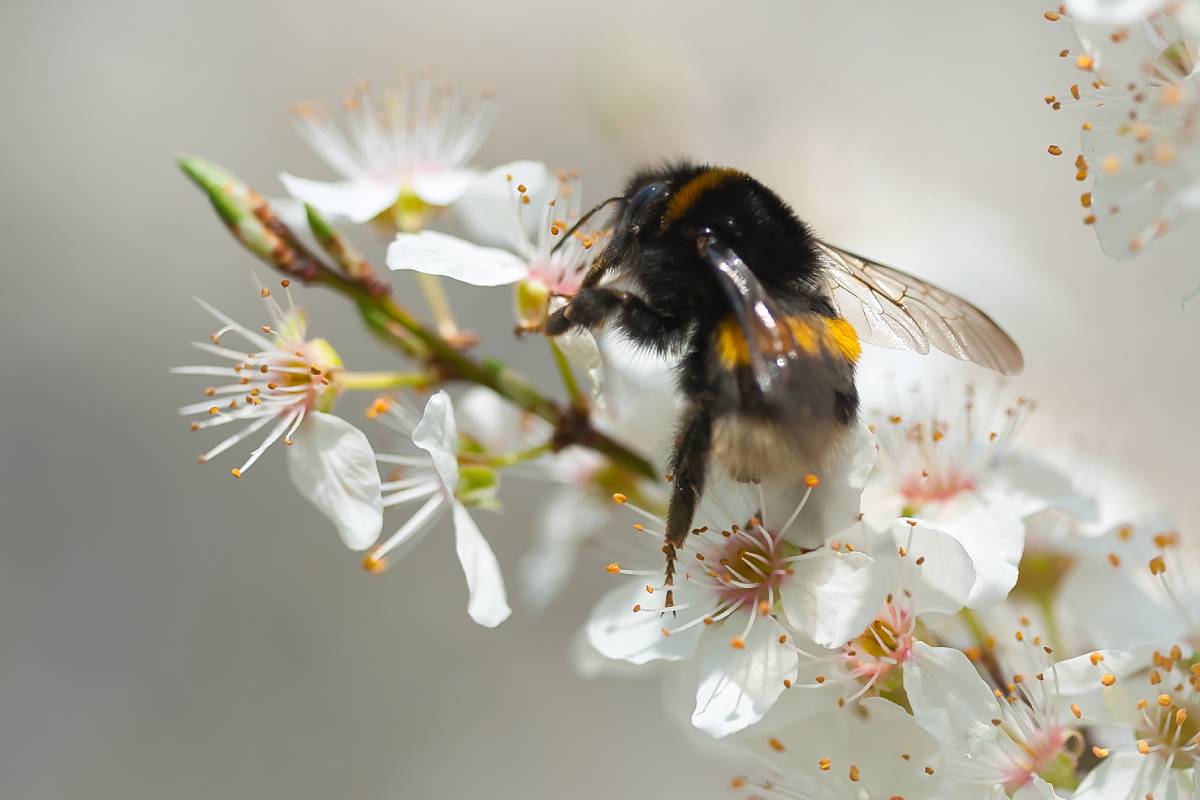 Erdhummel (Bombus sp.), (c) Martina Limprecht/naturgucker.de