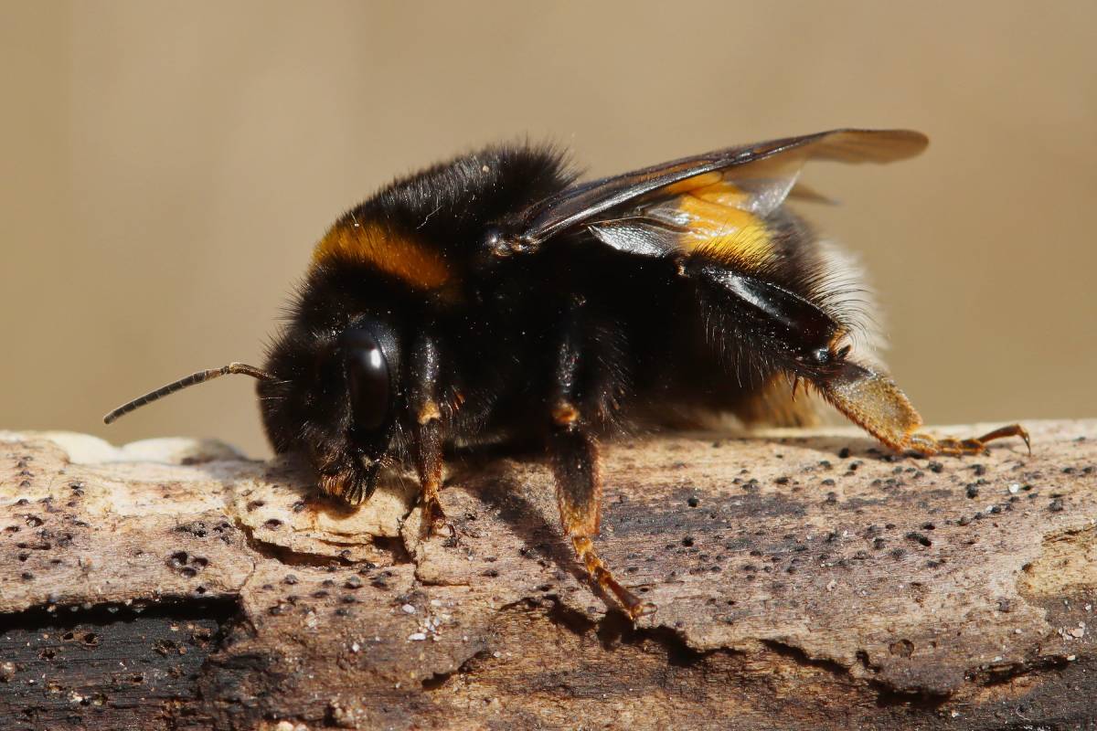 Erdhummel (Bombus sp.), (c) Siegfried Rudolf/naturgucker.de