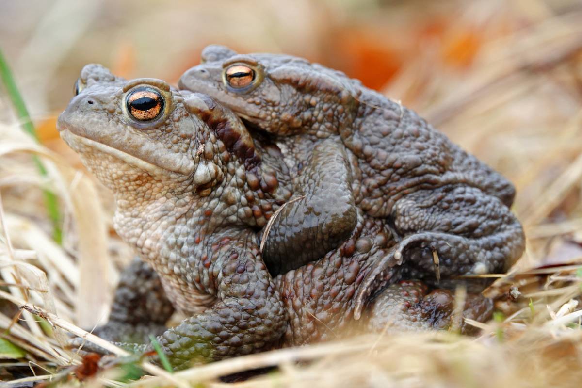 Erdkröte (Bufo bufo), (c) Jens Winter/naturgucker.de
