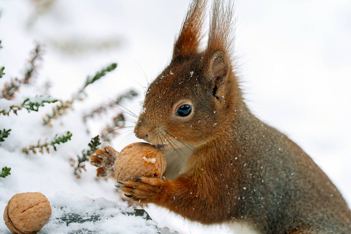 Europäisches Eichhörnchen (Sciurus vulgaris), (c) Birgit Schmidt/naturgucker.de