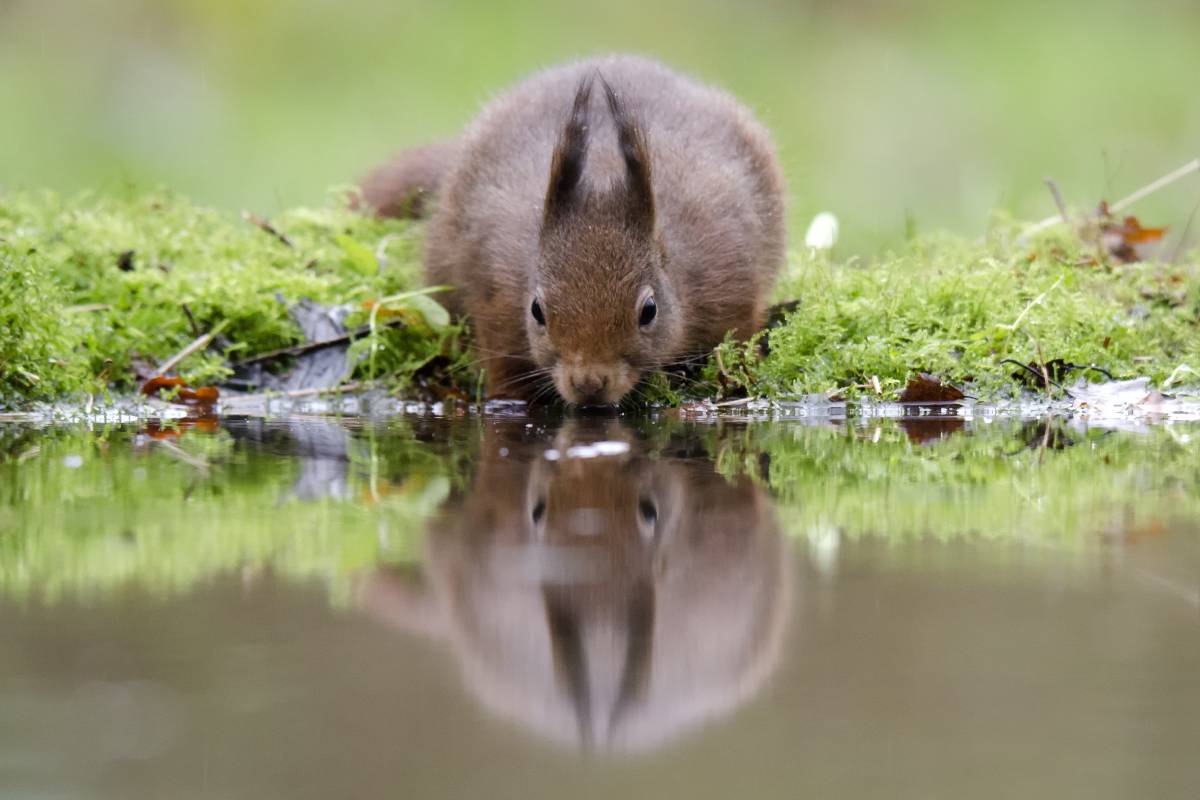 Europäisches Eichhörnchen (Sciurus vulgaris), (c) Gerhard Butke/naturgucker.de