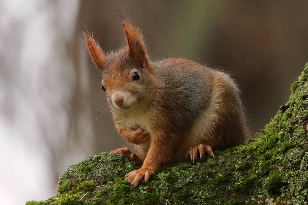 Europäisches Eichhörnchen (Sciurus vulgaris), (c) Jens Winter/naturgucker.de