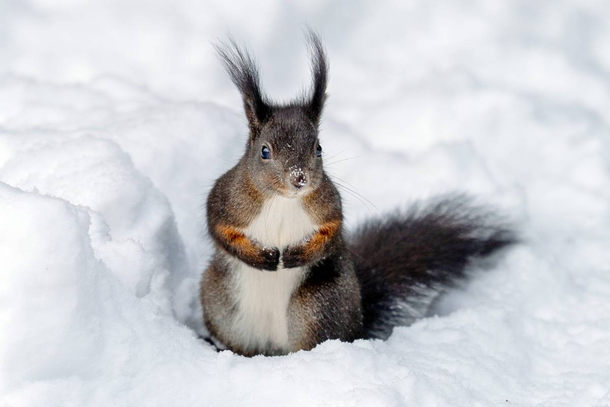 Europäisches Eichhörnchen (Sciurus vulgaris), (c) Birgit Schmidt/naturgucker.de