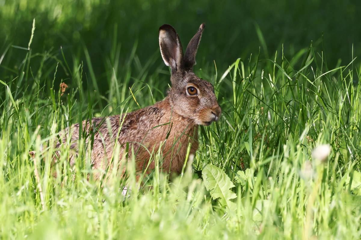Feldhase (Lepus europaeus), (c) Ulrich Köller/naturgucker.de