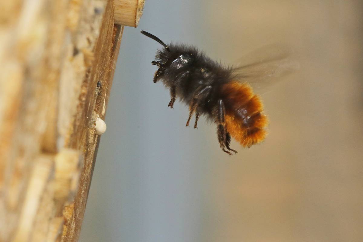 Gehörnte Mauerbiene (Osmia cornuta), (c) Armin Teichmann/naturgucker.de