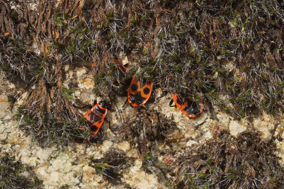 Gemeine Feuerwanzen (Pyrrhocoris apterus) verstecken sich unter Moos, (c) Gaby Schulemann-Maier/naturgucker.de