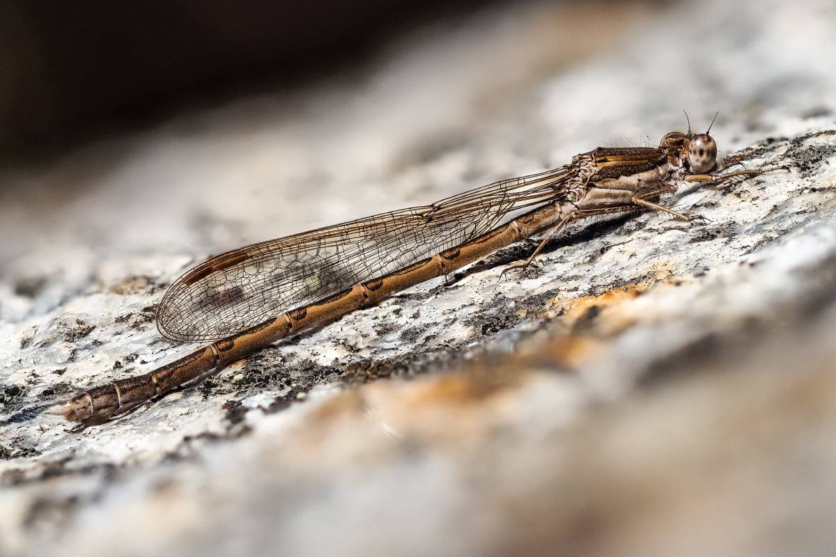 Gemeine Winterlibelle (Sympecma fusca), (c) Istvan und Sabine Palfi/naturgucker.de