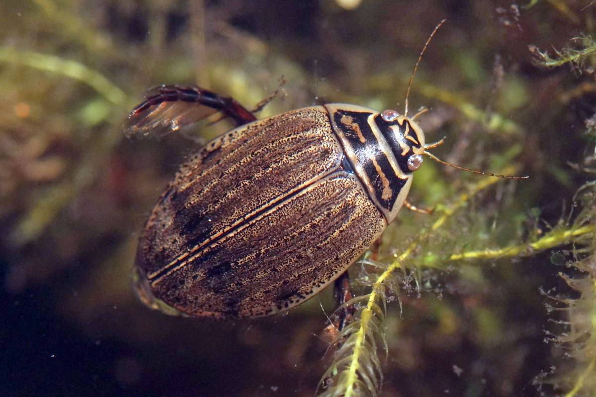 Gemeiner Furchenschwimmer (Acilius sulcatus), (c) Gaby Schulemann-Maier/naturgucker.de