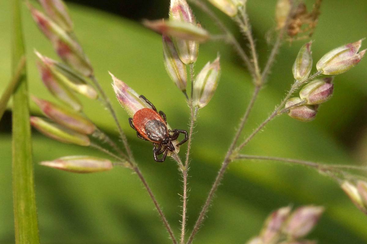 Gemeiner Holzbock (Ixodes ricinus), (c) Gaby Schulemann-Maier/naturgucker.de