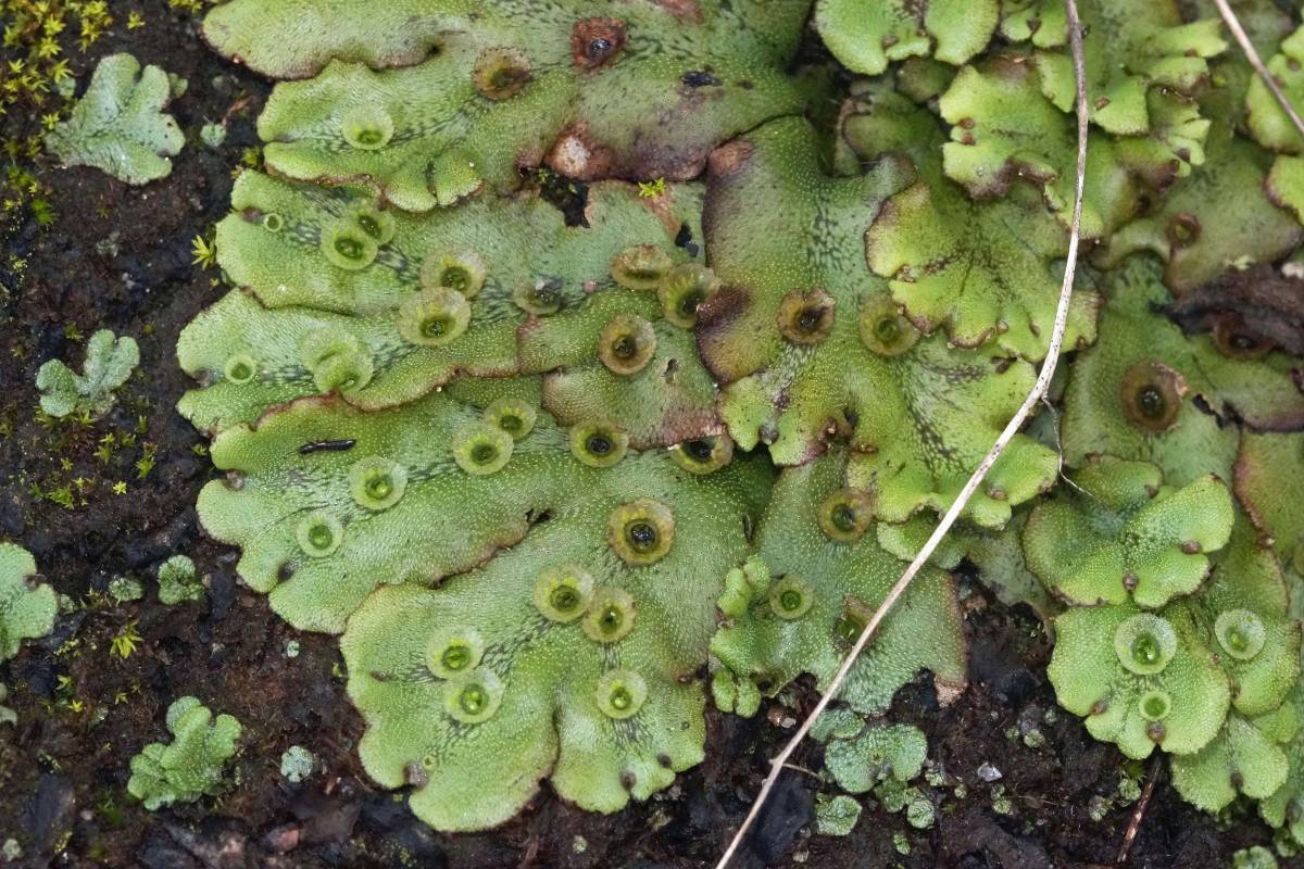 Gemeines Brunnenlebermoos (Marchantia polymorpha), (c) Gaby Schulemann-Maier/naturgucker.de