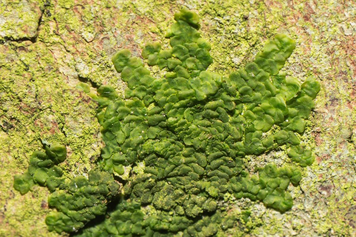 Gewöhnliches Kratzmoos (Radula complanata), (c) Ulrich Sach/naturgucker.de