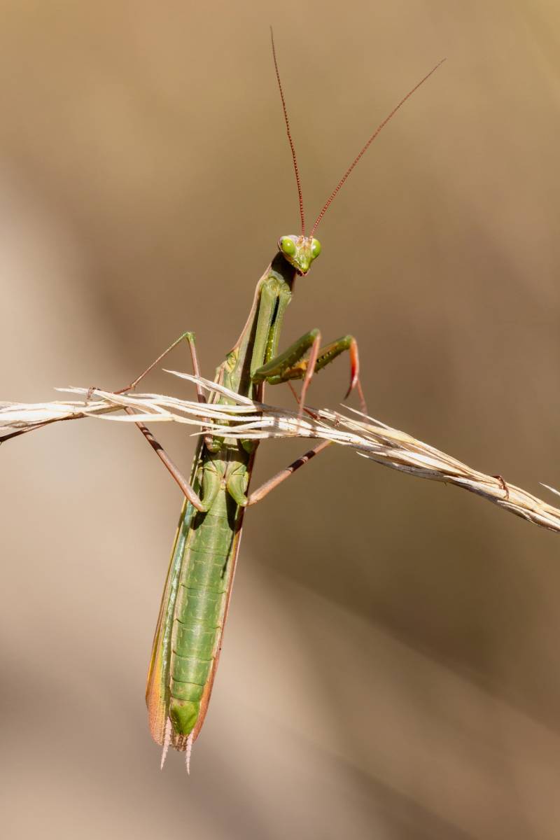 Gottesanbeterin (Mantis religiosa), (c) Franz Rothenhäusler/naturgucker.de